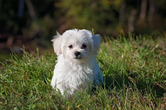 Hund på tur i den finske natur: Tips til uforglemmelige vandreture
