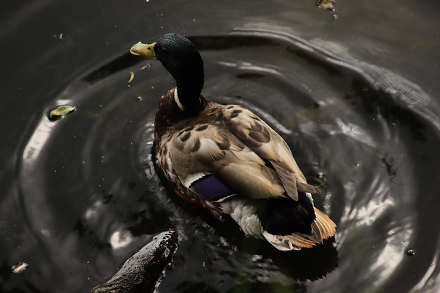 Ofte brugte krydsordsord – og deres betydning