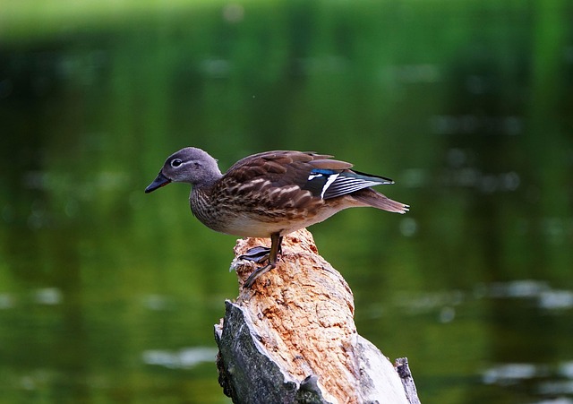 Udfordrende krydsord: Test din viden om bibelbjerg